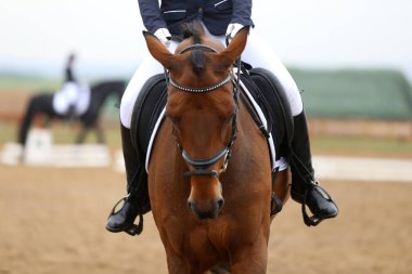  Kapıdaki yarışmamızda bir binicilik atının kafasından vurulmuş.