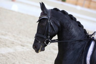  Kapıdaki yarışmamızda bir binicilik atının kafasından vurulmuş.