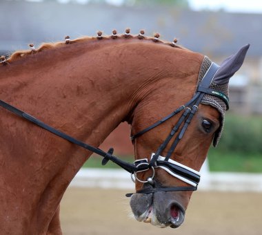 Bilinmeyen yarışmacı binicilik zeminde dressage at etkinliğinde sürmek