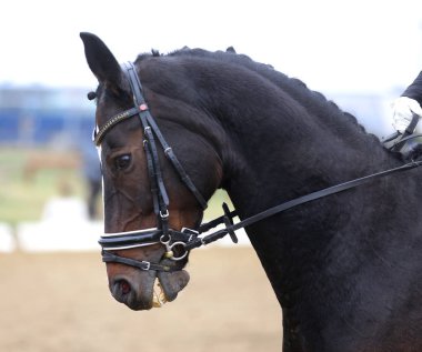 Bilinmeyen yarışmacı binicilik zeminde dressage at etkinliğinde sürmek