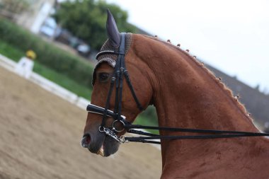 Bilinmeyen yarışmacı binicilik zeminde dressage at etkinliğinde sürmek