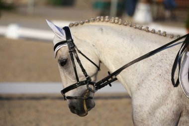 Bilinmeyen yarışmacı binicilik zeminde dressage at etkinliğinde sürmek