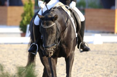 Bilinmeyen yarışmacı binicilik zeminde dressage at etkinliğinde sürmek