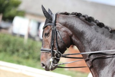 Bilinmeyen yarışmacı binicilik zeminde dressage at etkinliğinde sürmek