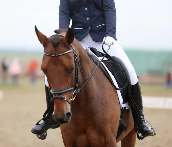 Tiro na cabeça close-up de um cavalo de curativo durante a competição ourdoor — Fotografia de Stock