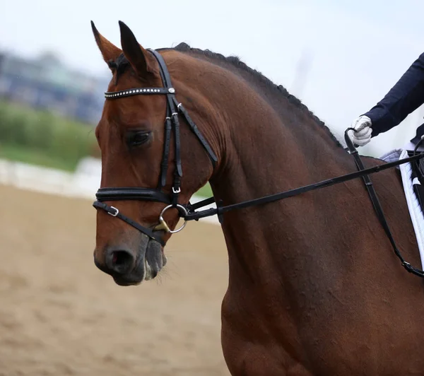 Primer plano de un caballo doma durante la competición ourdoor — Foto de Stock