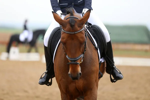 Head shot closeup of a dressage horse during ourdoor competition — 스톡 사진