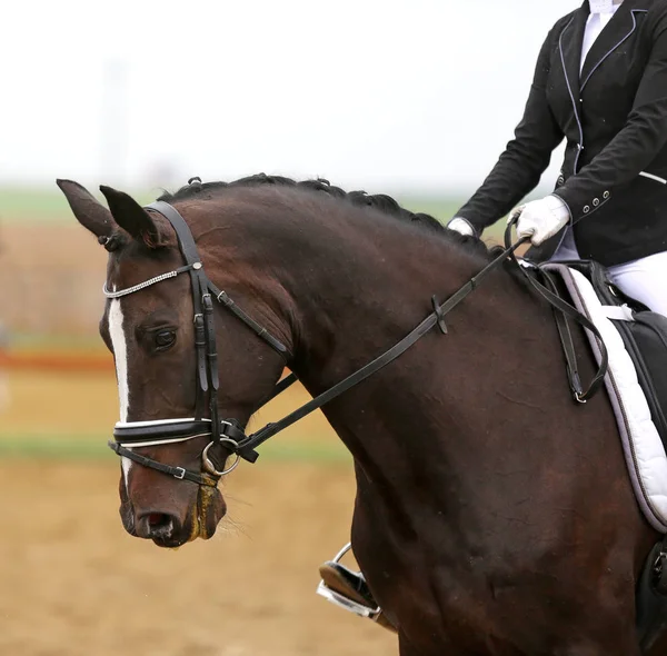 Tiro na cabeça close-up de um cavalo de curativo durante a competição ourdoor — Fotografia de Stock