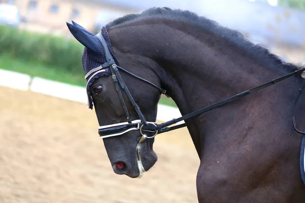 Huvudskott närbild av en dressyr häst under våran dörr tävling — Stockfoto