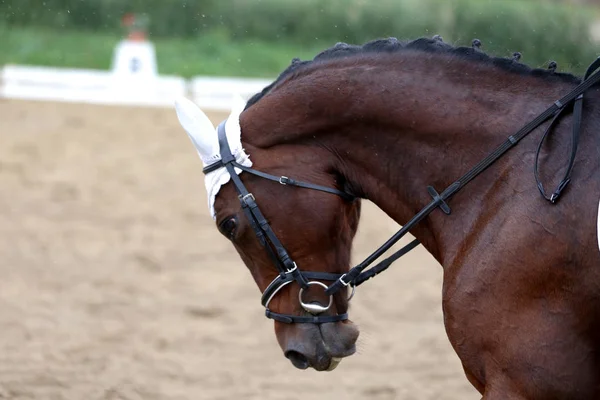 Huvudskott närbild av en dressyr häst under våran dörr tävling — Stockfoto