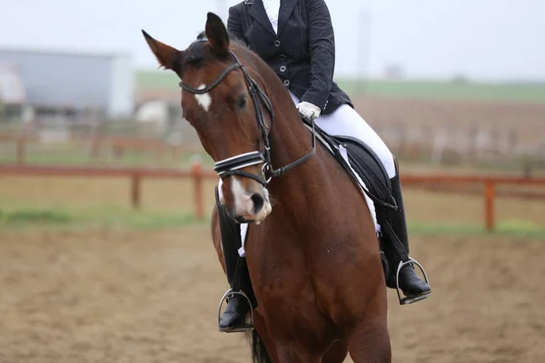 Huvudskott närbild av en dressyr häst under våran dörr tävling — Stockfoto