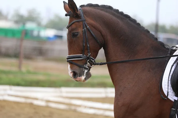 Hlava záběr detailní záběr drezurního koně během naší soutěže — Stock fotografie