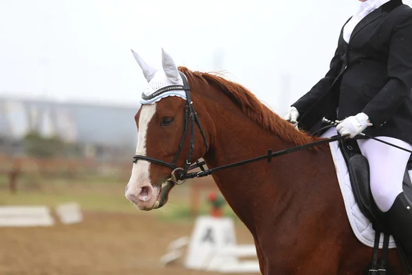 Tiro na cabeça close-up de um cavalo de curativo durante a competição ourdoor — Fotografia de Stock