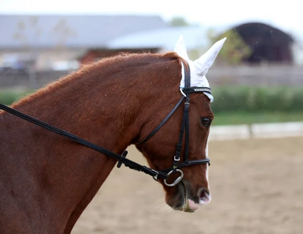 Head shot closeup of a dressage horse during ourdoor competition — Stock Photo, Image