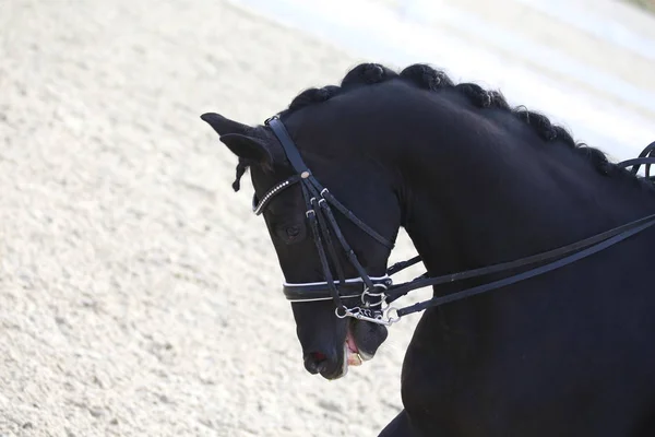 Head shot closeup of a dressage horse during ourdoor competition — Stock Photo, Image