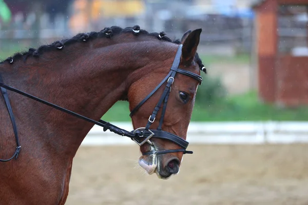 Head shot closeup of a dressage horse during ourdoor competition — Stock Photo, Image