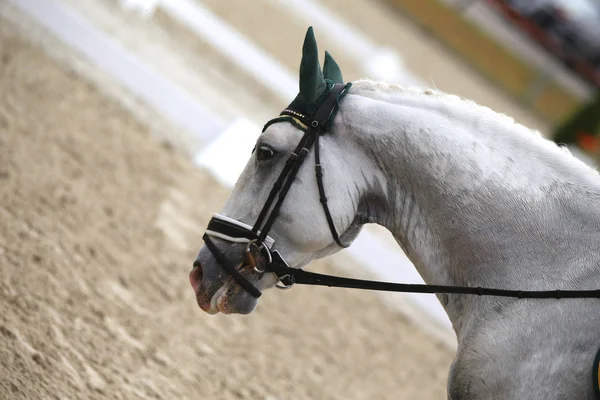 Head shot closeup of a dressage horse during ourdoor competition — Stock Photo, Image
