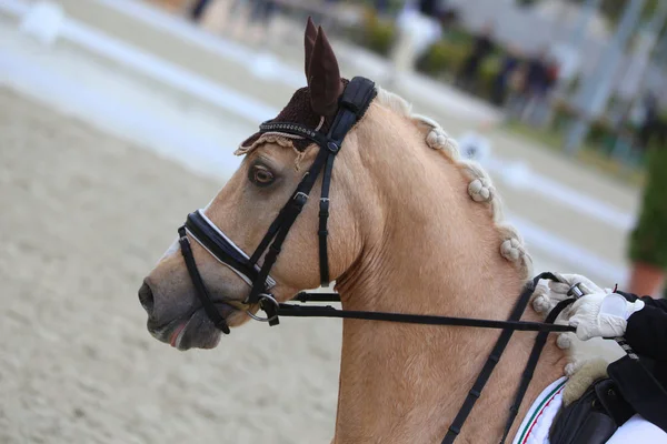 Head shot closeup of a dressage horse during ourdoor competition — Stock Photo, Image