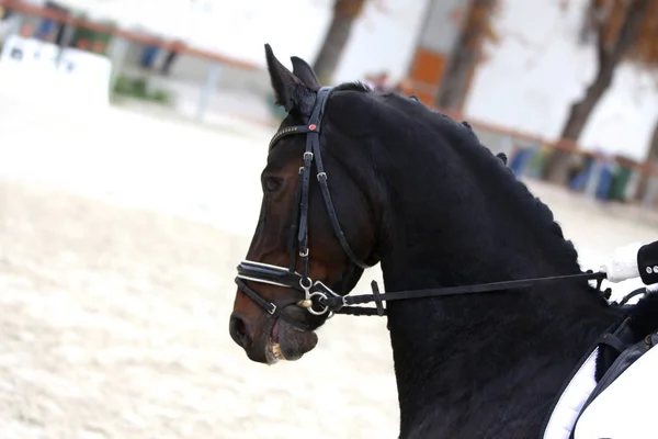 Head shot closeup of a dressage horse during ourdoor competition — 스톡 사진