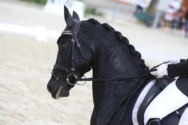 Hoofd schot close-up van een dressuur paard tijdens onze deur wedstrijd — Stockfoto