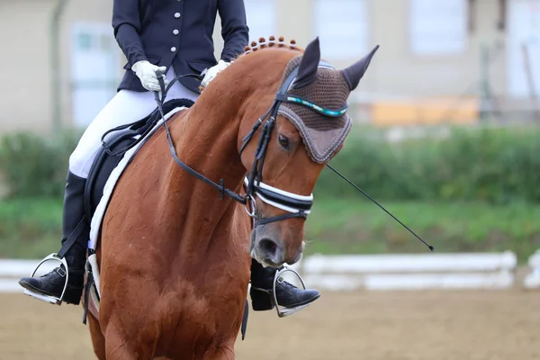 Plan de la tête gros plan d'un cheval de dressage lors de la compétition ourdoor — Photo