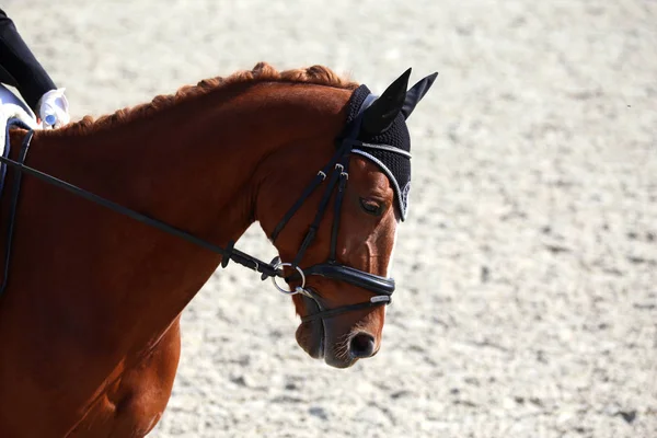 Okänd tävlande rider på dressyrhäst händelse i ridning Ground — Stockfoto