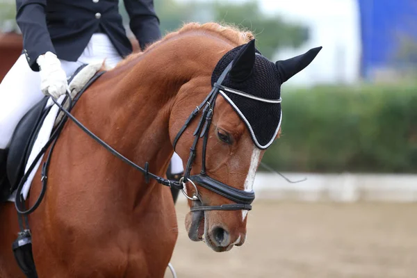 Unknown contestant rides at dressage horse event in riding ground — Stock Photo, Image