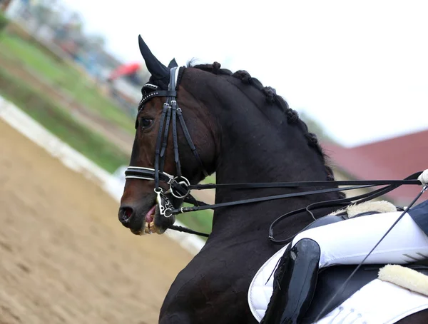Paseos de concursantes desconocidos en el evento de doma caballo en el terreno de juego —  Fotos de Stock