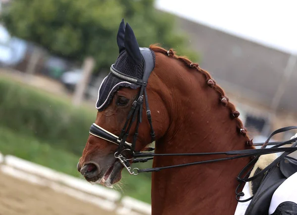 Paseos de concursantes desconocidos en el evento de doma caballo en el terreno de juego — Foto de Stock