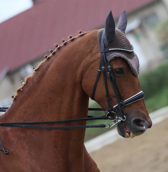 Gite sconosciute a cavallo dressage evento in maneggio — Foto Stock