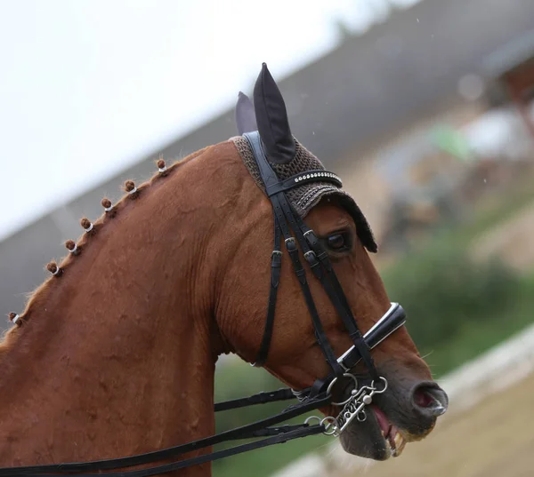 Okänd tävlande rider på dressyrhäst händelse i ridning Ground — Stockfoto