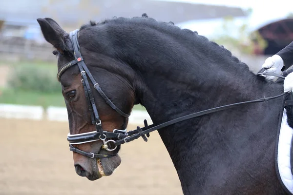 Paseos de concursantes desconocidos en el evento de doma caballo en el terreno de juego — Foto de Stock