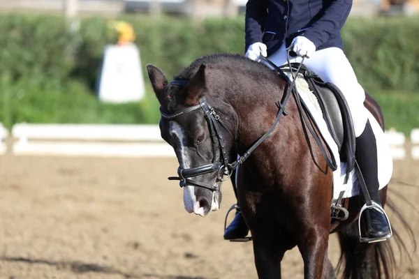 Desconhecido competidor passeios em dressage cavalo evento no chão de equitação — Fotografia de Stock