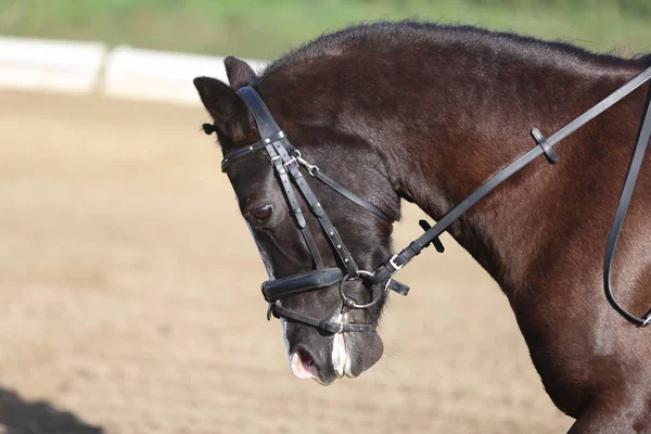 Desconhecido competidor passeios em dressage cavalo evento no chão de equitação — Fotografia de Stock