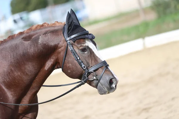 Desconhecido competidor passeios em dressage cavalo evento no chão de equitação — Fotografia de Stock