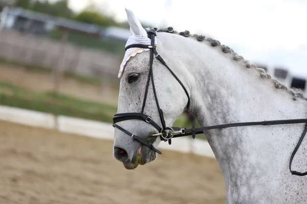 Desconhecido competidor passeios em dressage cavalo evento no chão de equitação — Fotografia de Stock