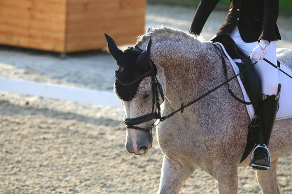 Primer plano de tiro de cabeza de un caballo doma durante ourdoor competitiod — Foto de Stock