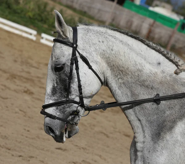 Paseos de concursantes desconocidos en el evento de doma caballo en el terreno de juego — Foto de Stock