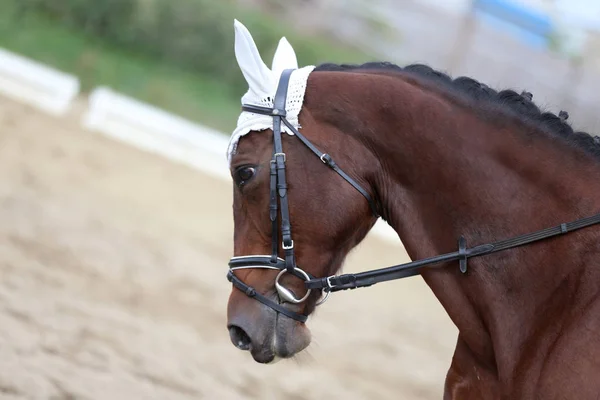 乗馬場でのドレッシング馬のイベントで未知の競技者の乗り物 — ストック写真