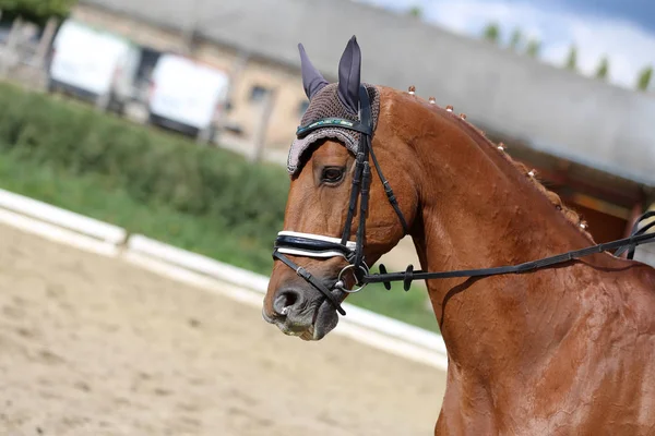 Bilinmeyen yarışmacı binicilik zeminde dressage at etkinliğinde sürmek — Stok fotoğraf