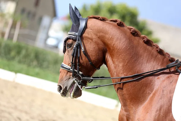 Unbekannter reitet bei Dressurpferdeprüfung auf Reiterhof — Stockfoto