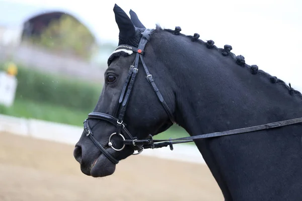 Plan de la tête gros plan d'un cheval de dressage lors de la compétition ourdoor — Photo