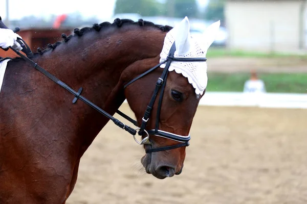 Tiro na cabeça close-up de um cavalo de curativo durante a competição ourdoor — Fotografia de Stock