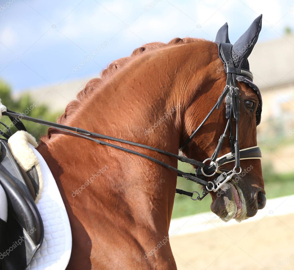 Unknown contestant rides at dressage horse event in riding ground