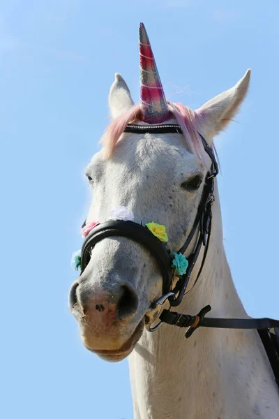 Schöne magische Einhorn Pferd realistische Fotografie — Stockfoto