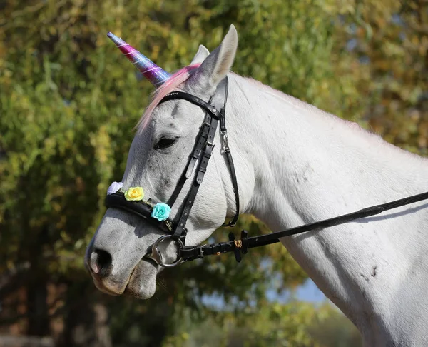 Magischen Hintergrund mit realistischen weißen Einhorn Pferd — Stockfoto