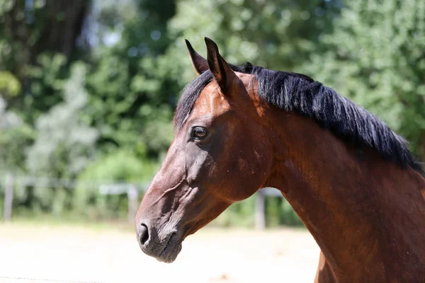 Detalhe de um cavalo de sela cabeça closeup retrato em uma paisagem — Fotografia de Stock