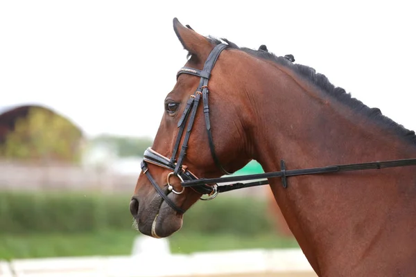 Detalle de un retrato de la cabeza del caballo de silla de montar en un paisaje — Foto de Stock