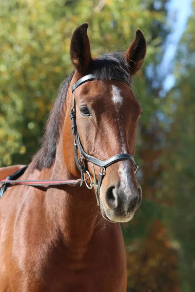 Detalhe de um cavalo de sela cabeça closeup retrato em uma paisagem — Fotografia de Stock