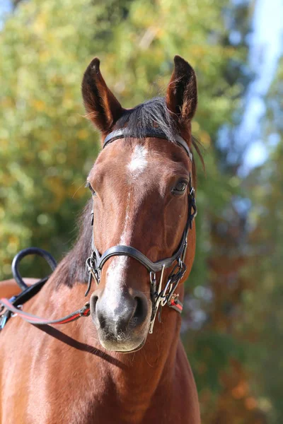 Detalle de un retrato de la cabeza del caballo de silla de montar en un paisaje — Foto de Stock